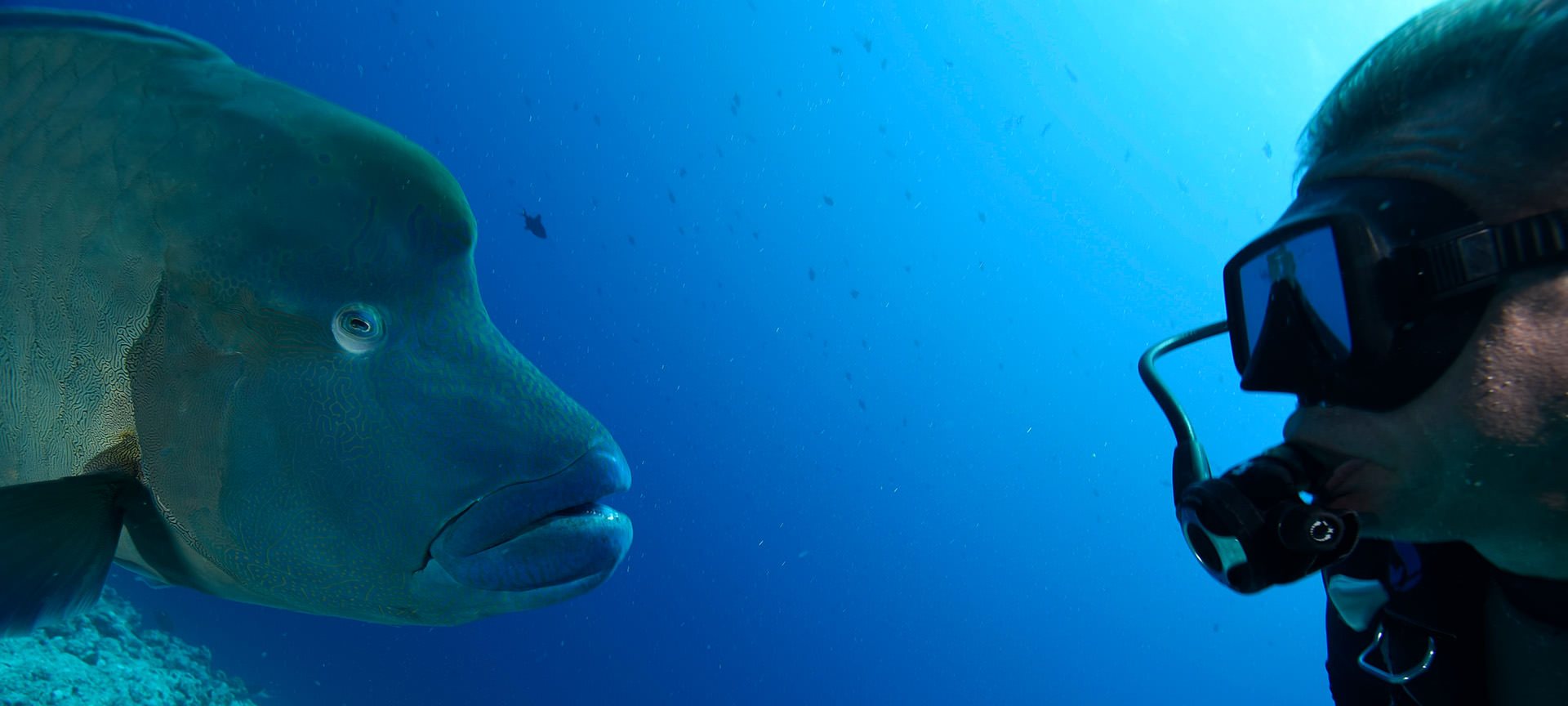 Maml & diver - Todd Essick